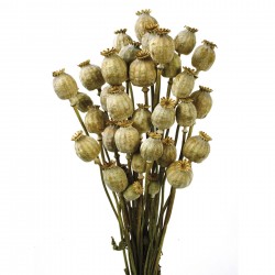 Dried Papaver (Poppies) - Natural (70cm long)