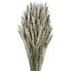 Wheat - Silver (80cm tall)