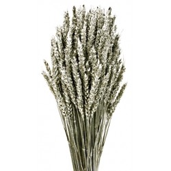 Wheat - Silver (60cm tall)