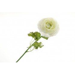 Single Ranunculus - Cream/Ivory (60cm long)
