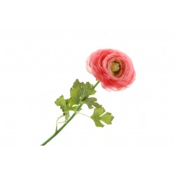 Single Ranunculus - Pink (60cm long)