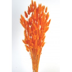 Lagurus - Orange (80g)