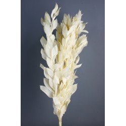 Preserved Large Ruscus - White (60cm long)