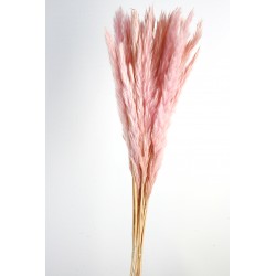 Pluma Decorativa - Pink (50/60cm long, approx. 20pcs per pk)