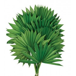 Sun Palm - Green (6pcs per pk)