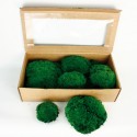 Preserved Ball Moss - Green (6 pieces per pk)