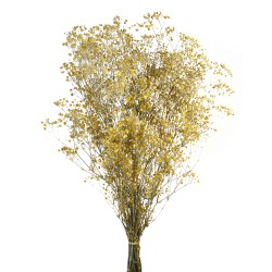 Preserved Gypsophila - Dusty Yellow (100g per pack, 60cm long)
