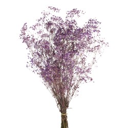 Preserved Gypsophila - Dusty Purple (100g per pack, 60cm long)
