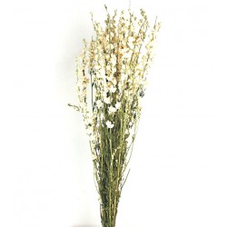 Dried Delphiniums - White (70cm tall)