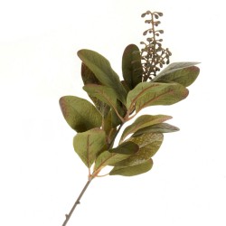 Ficus Callosa Spray - Green (35cm long)