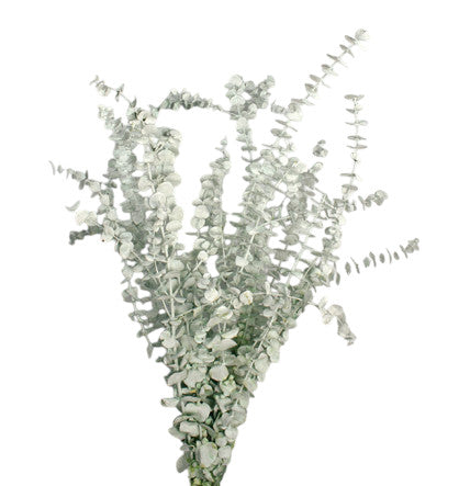 Preserved Spiral Eucalyptus - Matt White (150g per pack, 50-80cm tall)