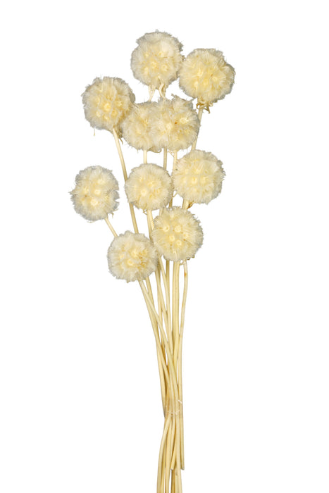 Dried Scabiosa Stellata - White (10 pieces per pack)