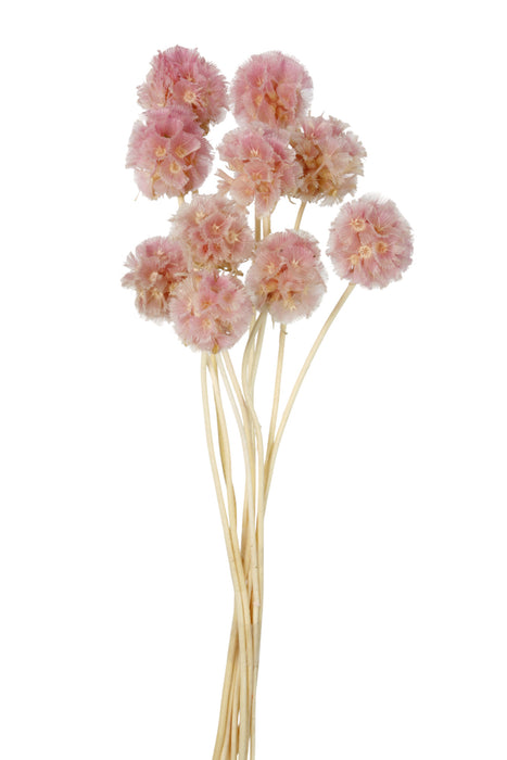 Dried Scabiosa Stellata - Pink (10 pieces per pack)