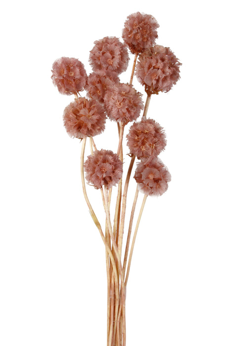 Dried Scabiosa Stellata - Beauty (10 pieces per pack)