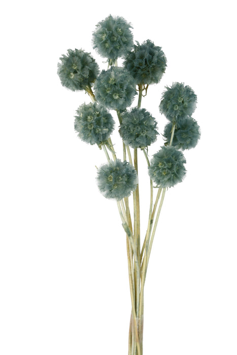 Dried Scabiosa Stellata - Blue (10 pieces per pack)