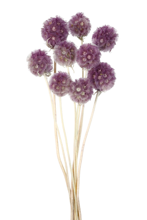 Dried Scabiosa Stellata - Purple (10 pieces per pack)