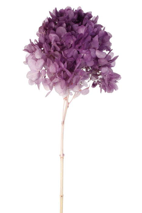 Preserved Panicle Hydrangea - Purple (50cm long)