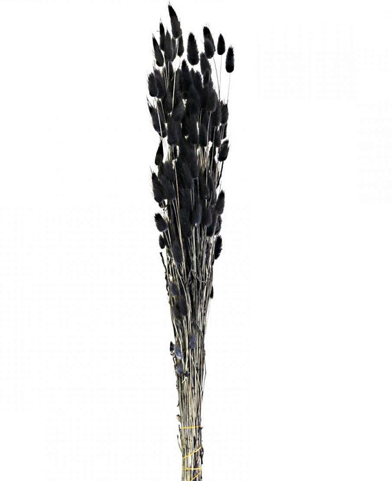 Lagurus - Black (80g)