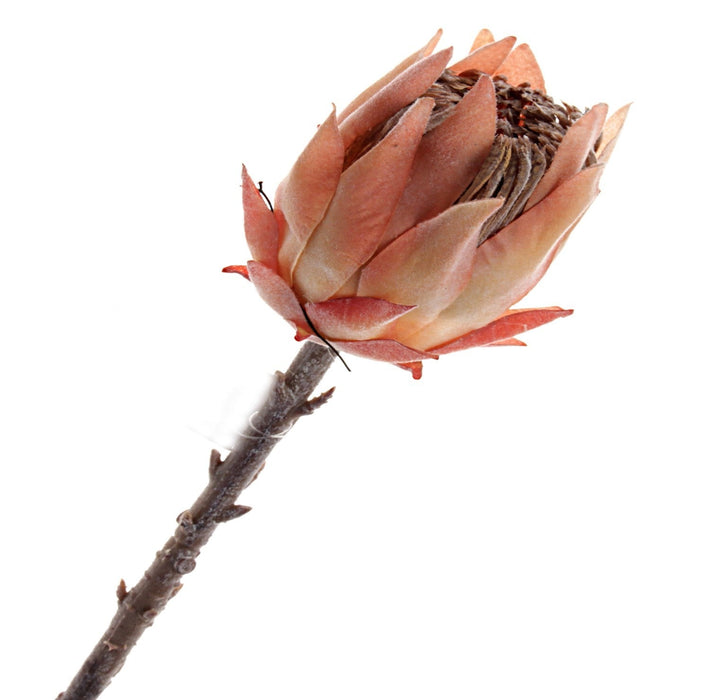 Single Protea Cynaroides - Dusty Pink/Peach (51cm long)