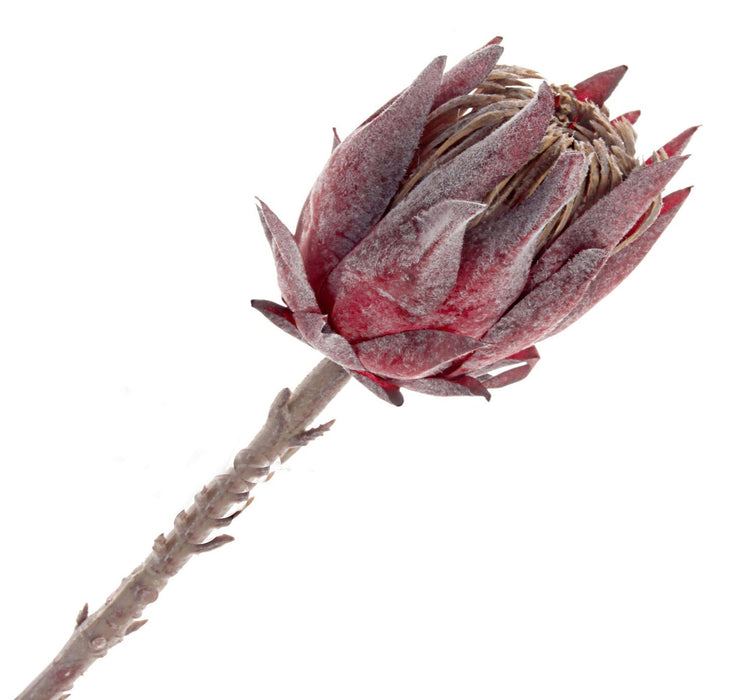 Single Protea Cynaroides - Dusty Burgundy (51cm long)