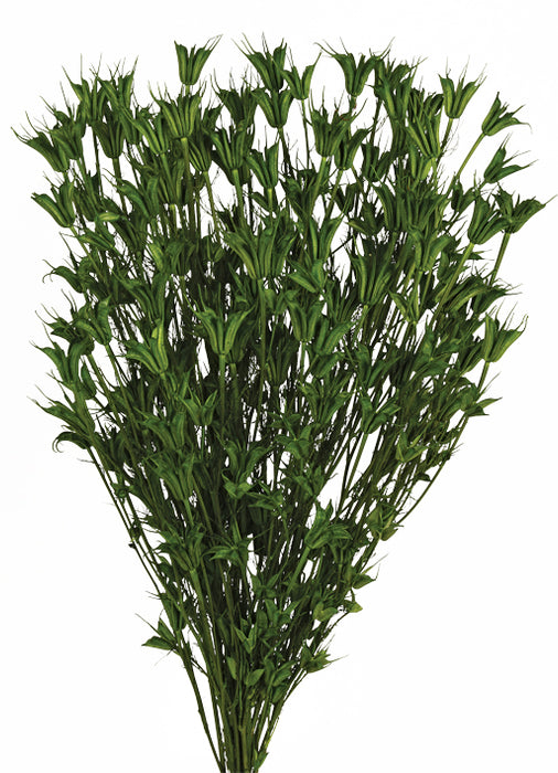 Nigella Orientalis - Green (100g per pk)