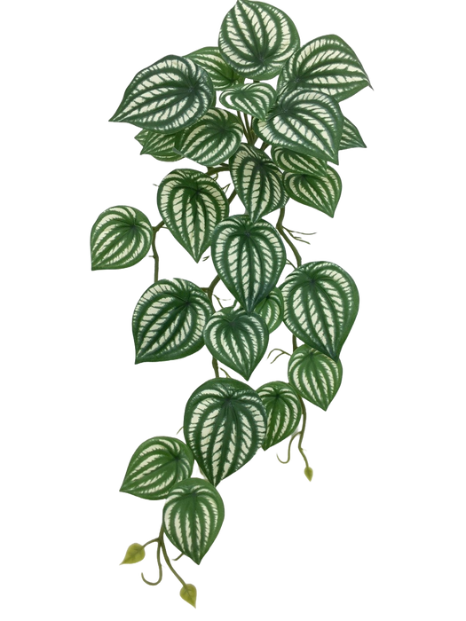Artificial Hanging Variegated Peperomia - Green/White (45cm long)