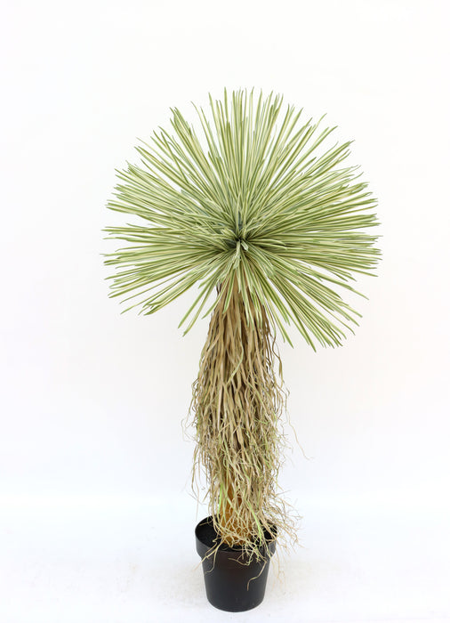 UV Protected Artificial Real Touch Dracaena Ball Tree - Green (150cm long. Made with UV resistant material)