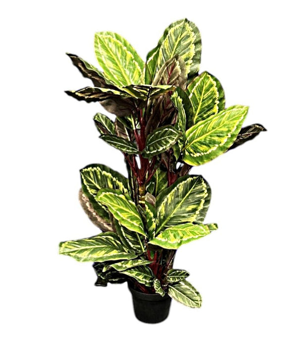 100cm Calatheas Plant with Pot - Green (100cm long)