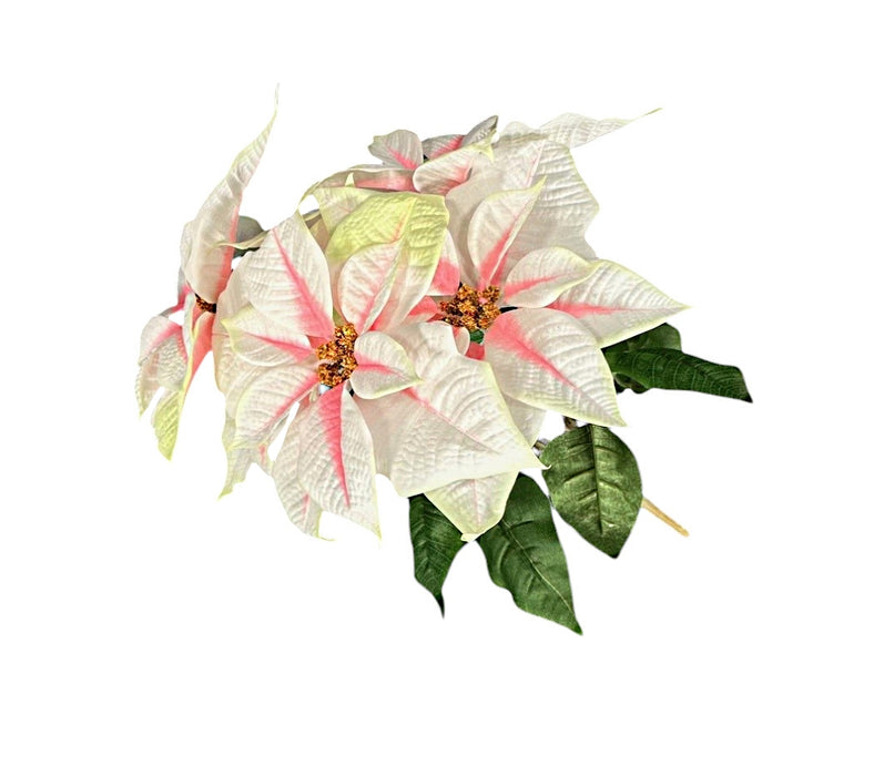 5 Headed Poinsettia Bush - White/Pink (50cm long with 25cm diameter heads)