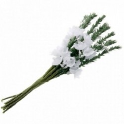 Heather - White (6 bunches x 12 stems)
