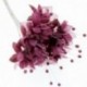 Pearled Baby's Breath - Burgundy (6 bunches x 12 stems)