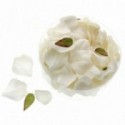Rose Petals - Cream/Ivory (164pcs per pk)