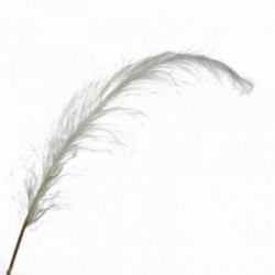 60cm Ostrich Feather - White (60cm long, 5 pcs per pk)