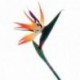 Bird of Paradise - Natural (85cm long)