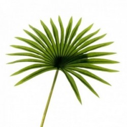 Real Touch Fan Palm Leaf - Green (50cm Long)