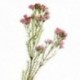 Wax Flower Spray - Pink (77cm long)