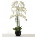 Real Touch Artificial Orchids In Moss Pot - White (150cm tall, 13 stems)
