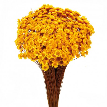 Glixia - Yellow (50cm tall, 50g)