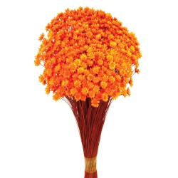 Glixia - Orange (50cm tall, 50g)
