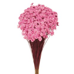 Glixia - Light Pink (50cm tall, 50g)