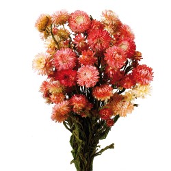 Helichrysum - Pink (50cm tall)