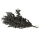 Preserved Ruscus - Grey (150g)