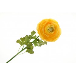 Single Ranunculus - Yellow (60cm long)