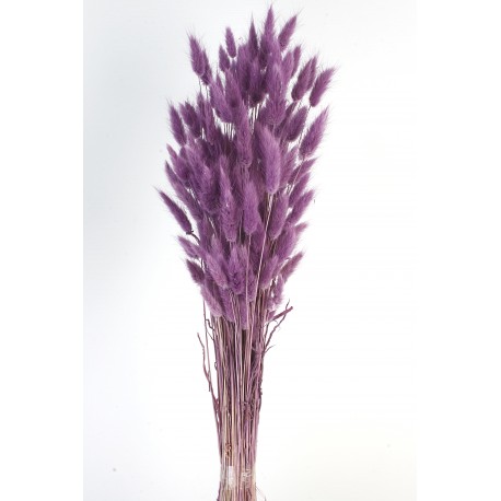 Lagurus - Lilac (60cm long)