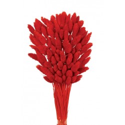 Phalaris - Red (80cms long, 150g per pk)