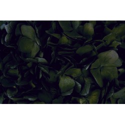 Preserved Hydrangeas - Black