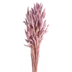 Lagurus - Lilac (60cm long)