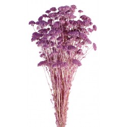 Achillea Silvestre - Lilac (60cm long, 150g per pk)