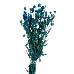 Preserved Gomphrena - Blue (70cm tall)