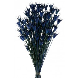 Nigella Orientalis - Dark Blue (100g per pk)